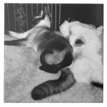 Foto blanco y negro de la teja de un siamés y de u