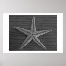 Foto blanco y negro de las estrellas de mar posters