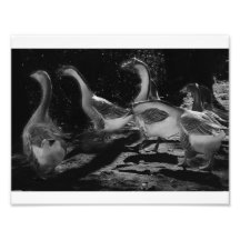 Foto blanco y negro de los gansos
