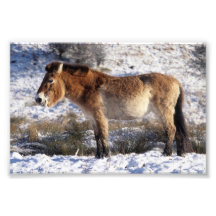Foto - caballo de Przewalski
