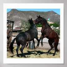 Foto: Caballos de CHG 2 en el amor Almería España Impresiones