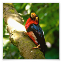 Foto colorida de la selva tropical del pájaro