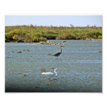 Foto costera de los pájaros
