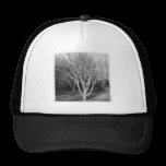 Foto cuadrada - árbol gorras