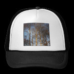 Foto cuadrada - árboles Sunlit del invierno gorras