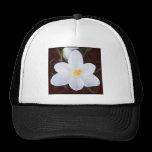 Foto cuadrada - azafrán blanca gorras