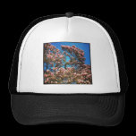 Foto cuadrada - flor de la magnolia gorras