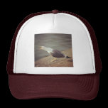 Foto cuadrada - gaviota graznadora gorras