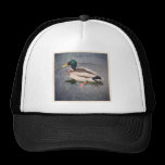 Foto cuadrada - pato del pato silvestre gorras