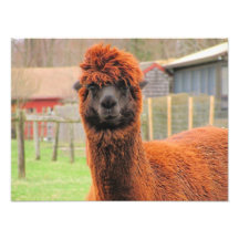 Foto curiosa del ~ de la alpaca