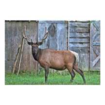 Foto de 6 del punto alces de Bull