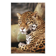 Foto de Jaguar
