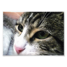 Foto de la cara del gato