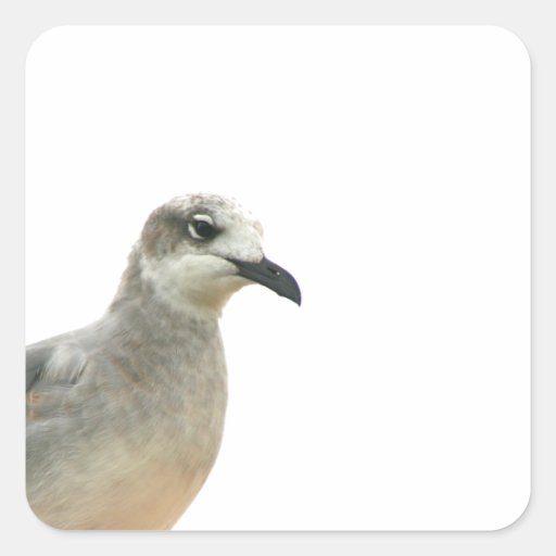Foto de la esquina izquierda de la gaviota calcomanías cuadradass