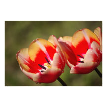 Foto de la flor del tulipán