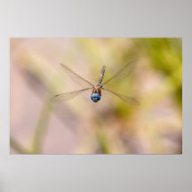 Foto de la libélula en vuelo poster