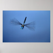 Foto de la libélula impresiones