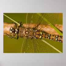 Foto de la macro de la libélula impresiones