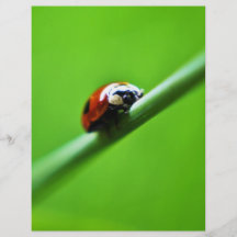 Foto de la mariquita tarjetón