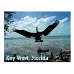 Foto de la postal de la fauna del pelícano de Key 