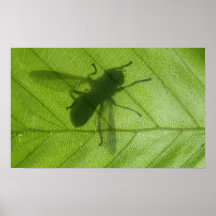 Foto de la sombra de la mosca posters