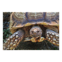 Foto de la tortuga
