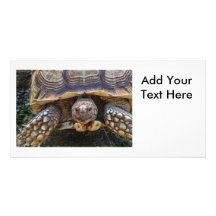 Foto de la tortuga plantilla para tarjeta de foto