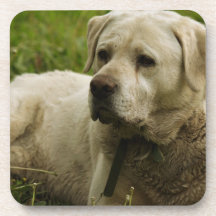 Foto de Labrador Posavaso