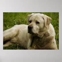 Foto de Labrador Poster