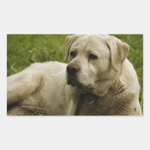 Foto de Labrador Rectangular Altavoces