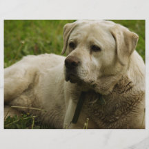 Foto de Labrador Tarjetas Informativas
