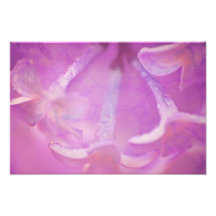 Foto de las lilas con diseño de los corazones
