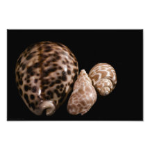 Foto de los conos del Cowrie