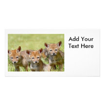 Foto de los coyotes del bebé tarjetas fotográficas 