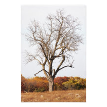 Foto del árbol del otoño
