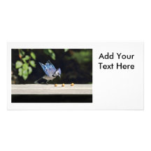 Foto del arrendajo azul del vuelo tarjetas fotograficas personalizadas