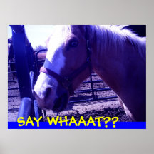 Foto del caballo posters