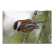 Foto del Chickadee del bebé