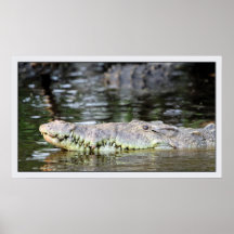Foto del cocodrilo americano poster