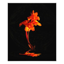 Foto del ~ de Canna de la puesta del sol