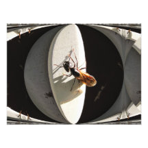 Foto del ~ de la hormiga de carpintero de la reina