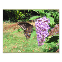 Foto del ~ de la mariposa de Spicebush