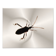 Foto del ~ de la silueta 2 del insecto