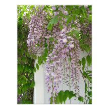 Foto del ~ de las glicinias de la lavanda