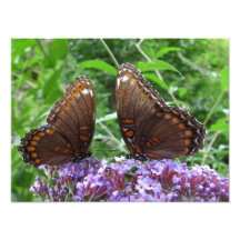 Foto del ~ de Sr. y de señora Butterfly