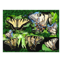 Foto del ~ del collage de Swallowtail