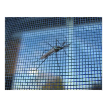 Foto del ~ del mosquito del elefante