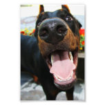 Foto del Doberman