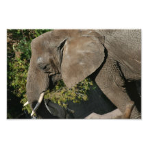 Foto del elefante