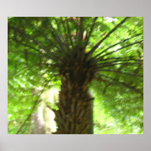 Foto del helecho de árbol negro impresiones